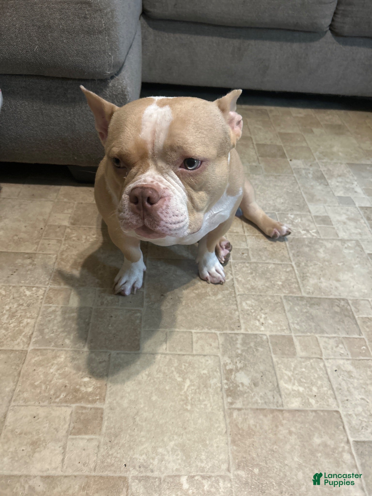 American Bully dogs American Bully 1 - Ad 29