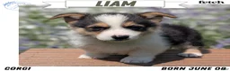 Welsh Corgi Pembroke dogs for sale: Liam  - Ad 1