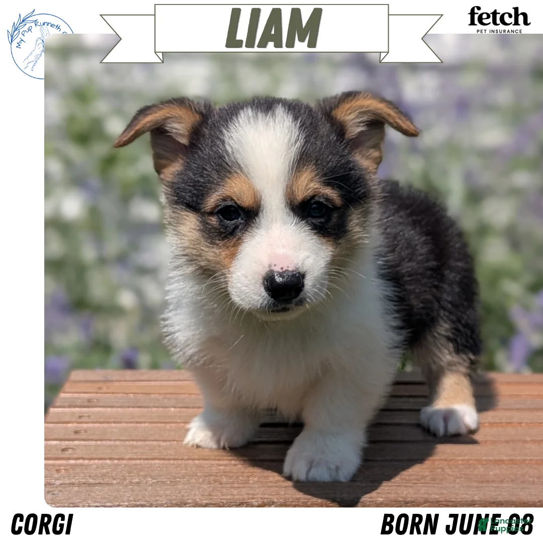 Welsh Corgi Pembroke dogs for sale: Liam  - Ad 1