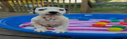 Dalmatian dogs for sale: Dalmatian 9 - Ad 5