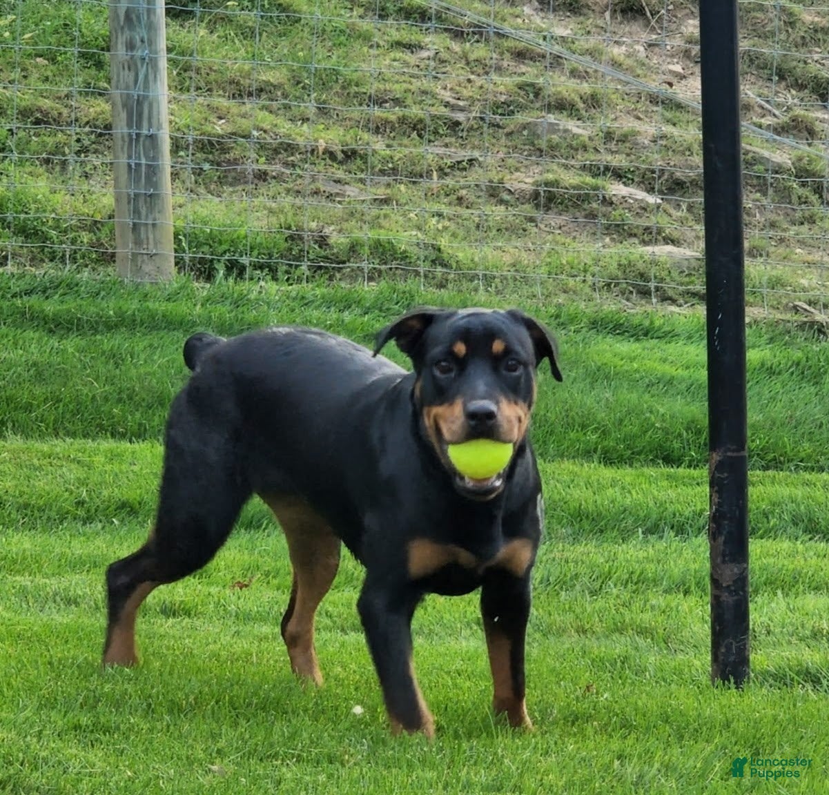 Rottweiler dogs Brent - Ad 2