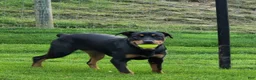 Rottweiler dogs for sale: Buster - Ad 6
