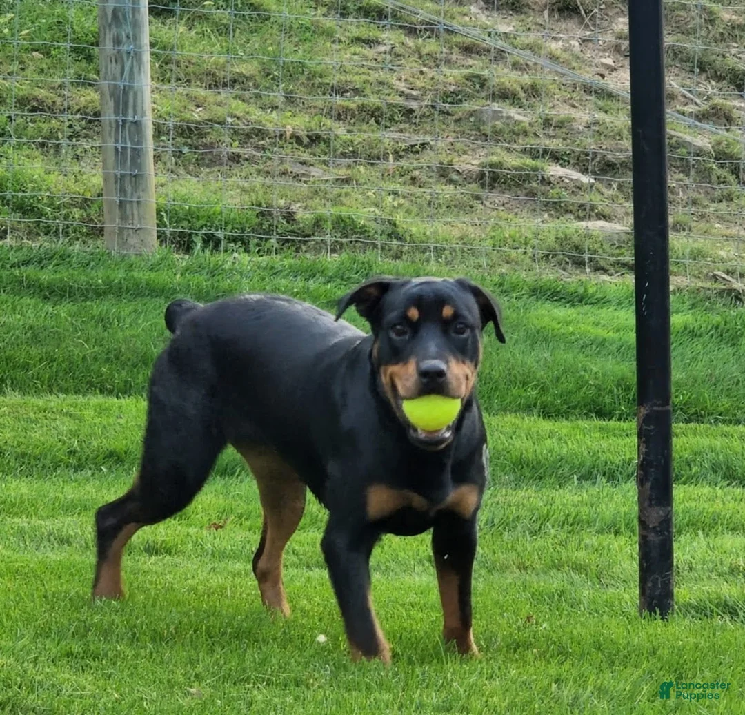 Rottweiler dogs for sale: Buster - Ad 6