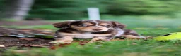 Miniature Dachshund dogs for sale: Abby - Ad 8
