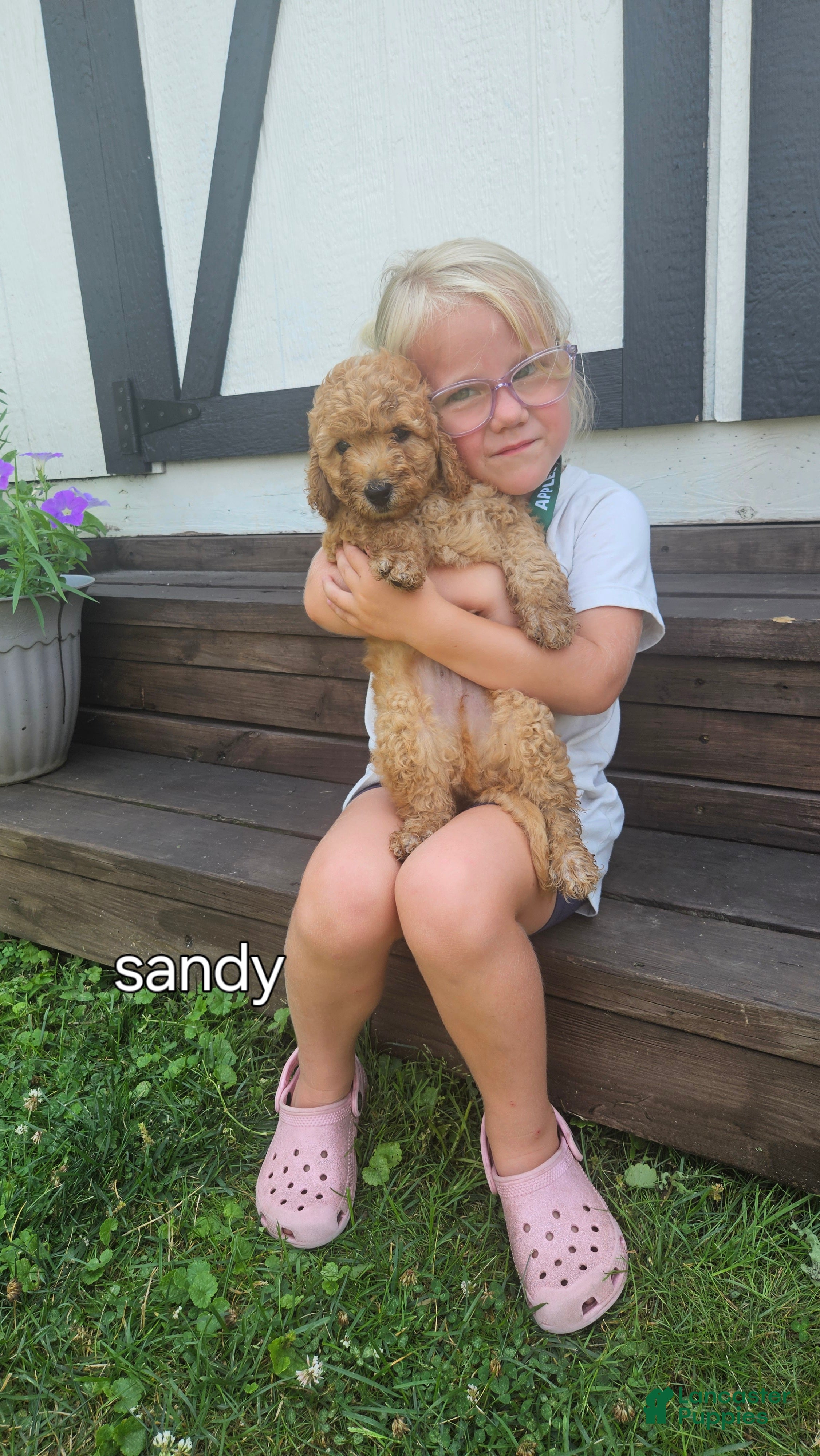 Mini Goldendoodle dogs Sandy - Ad 2