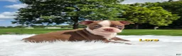 Boston Terrier dogs for sale: Lore  - Ad 1