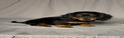 Dachshund dogs for sale: Oliver - Ad 3