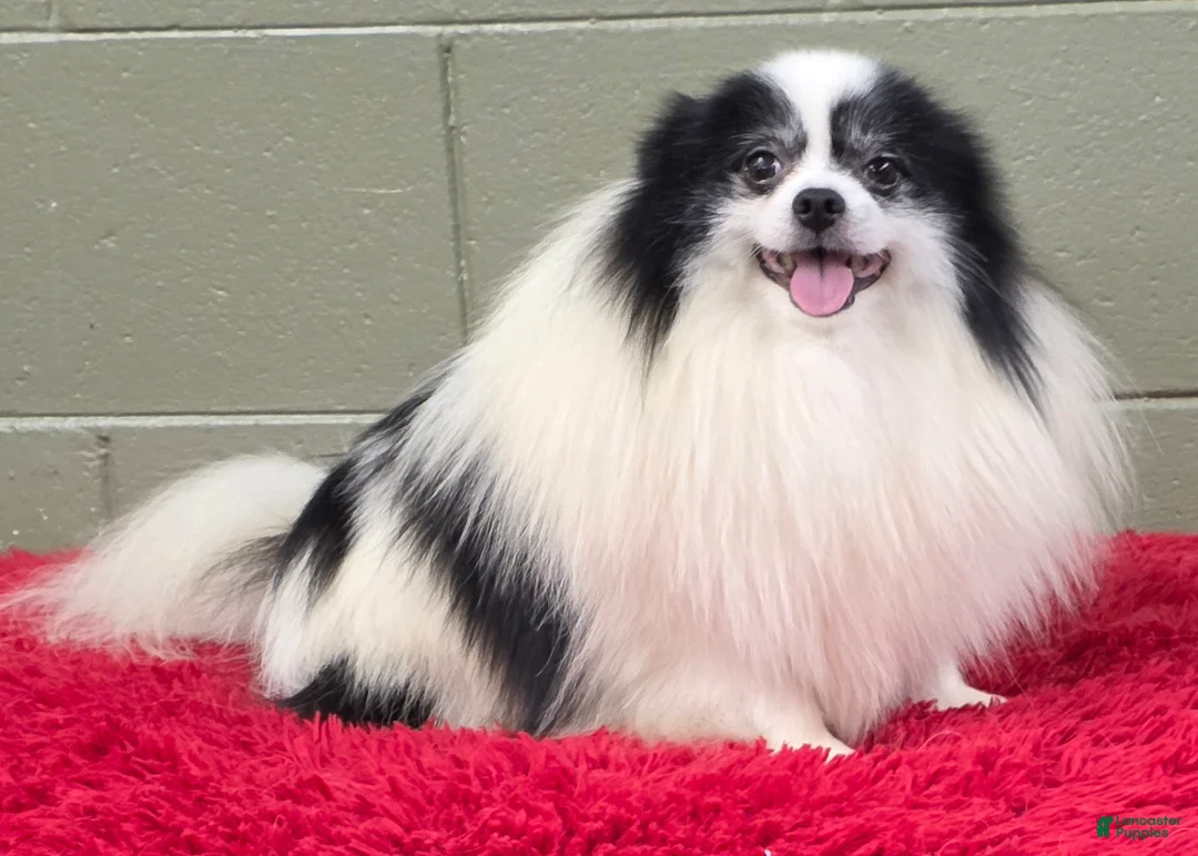 Pomeranian dogs for sale: Dimitri  - Ad 8