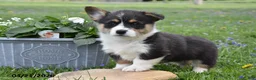 Welsh Corgi Pembroke dogs for sale: Maxx - Ad 1