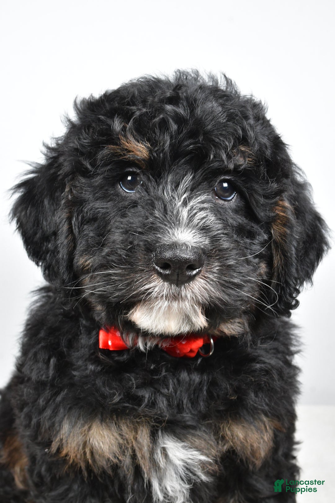 Mini Bernedoodle dogs for sale: Colby - Ad 7