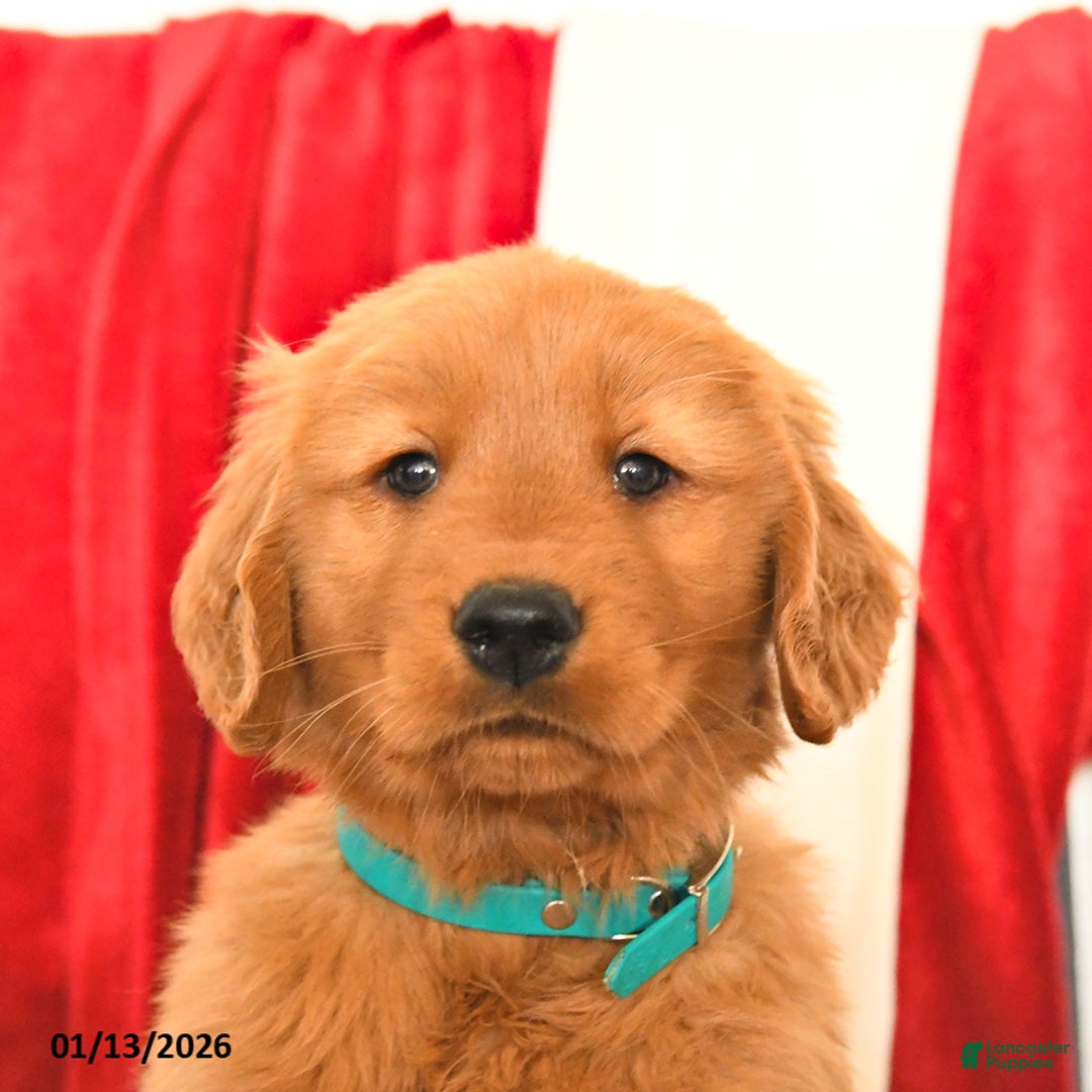Golden Retriever dogs for sale: Jerry - Ad 3