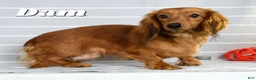 Miniature Dachshund dogs for sale: Daisy - Ad 9