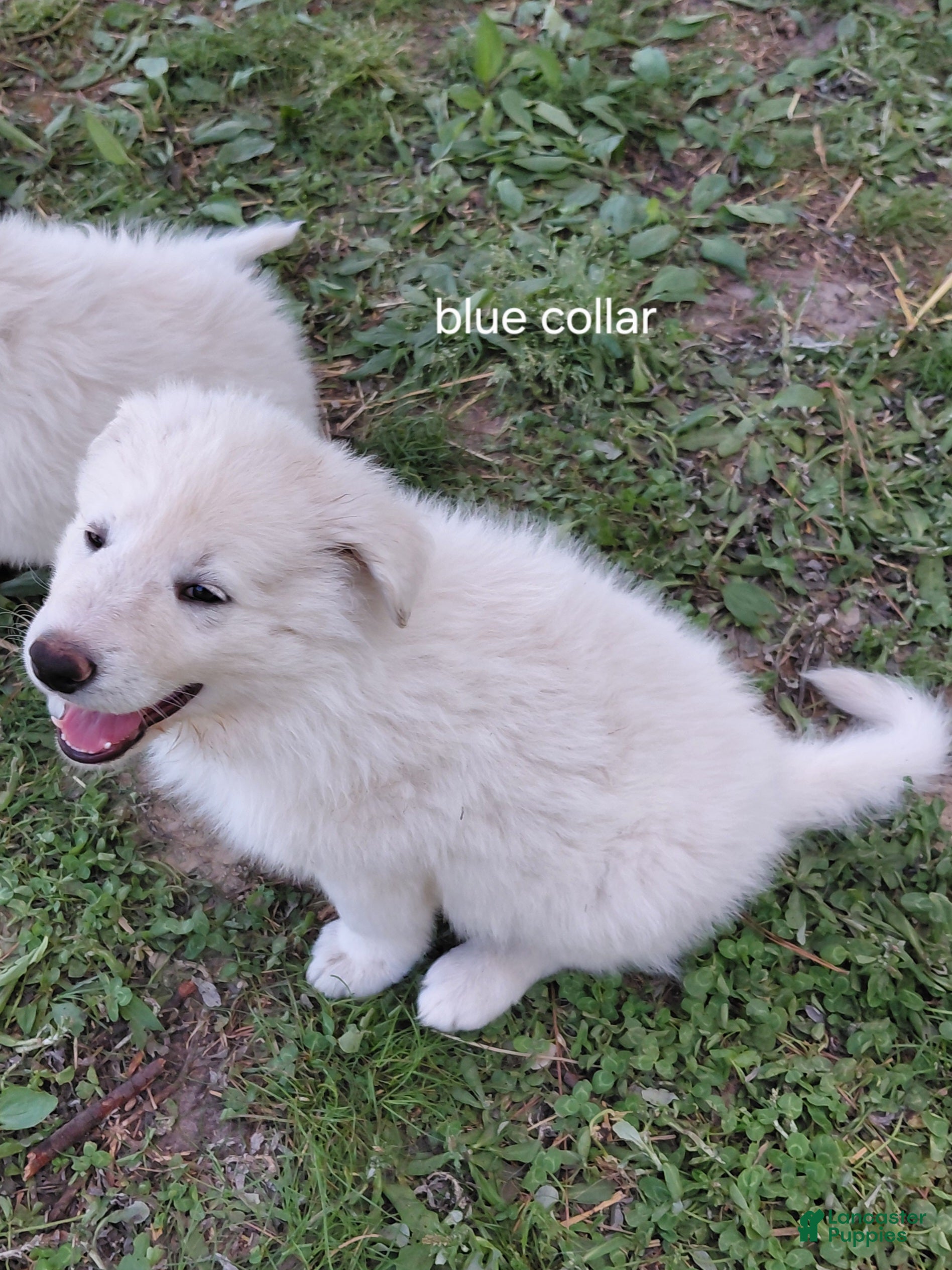 German Shepherd dogs German Shepherd Puppy 1 - Ad 2