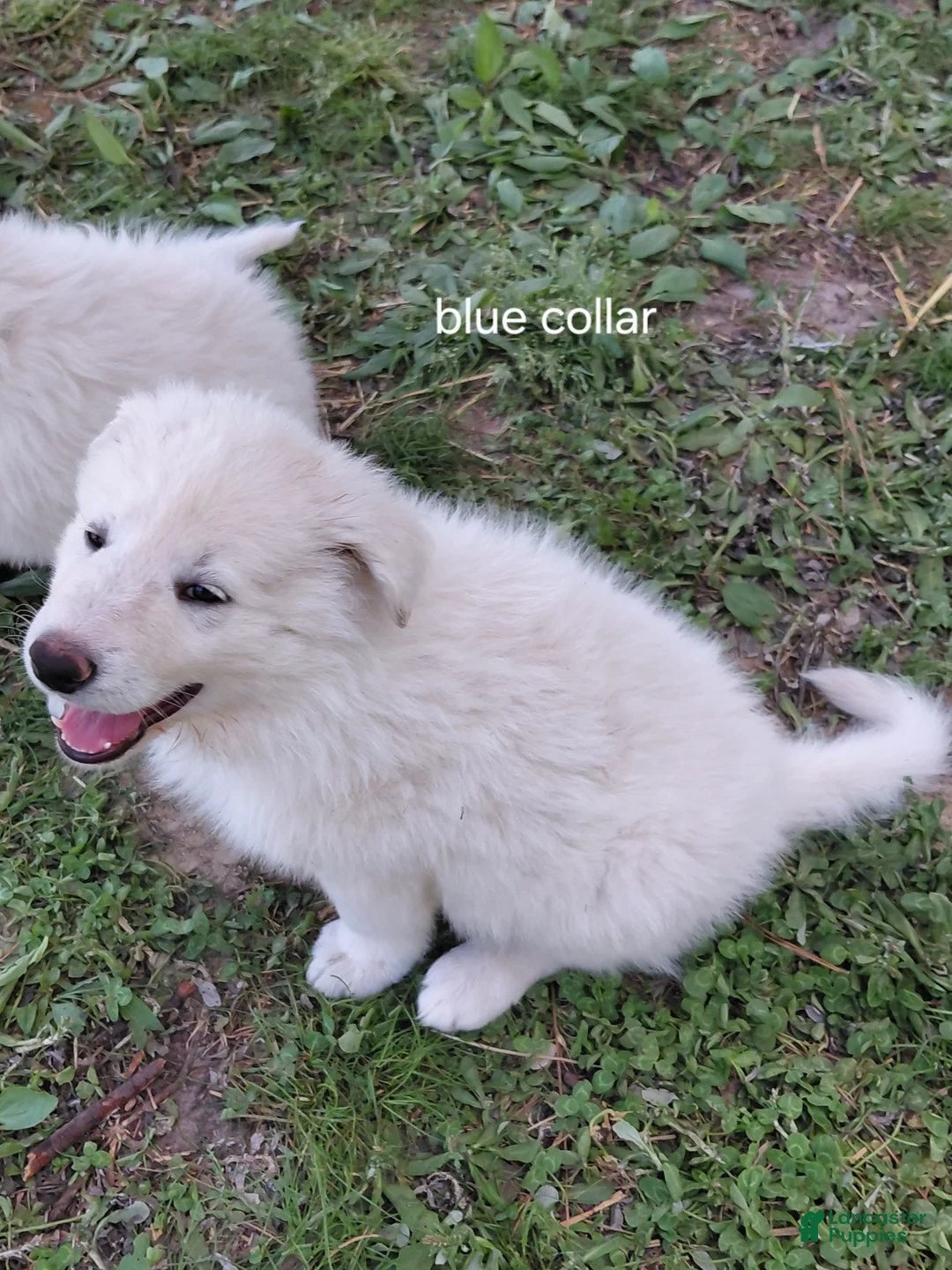 German Shepherd dogs for sale: German Shepherd Puppy 1 - Ad 2