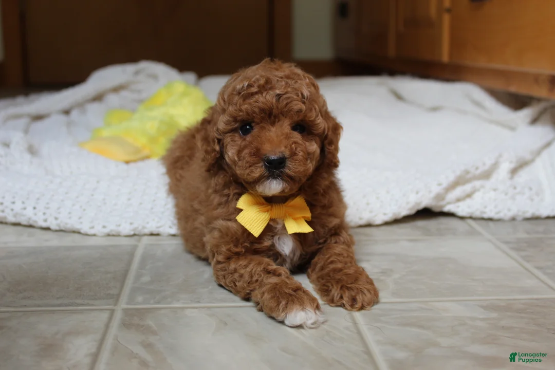 Toy Poodle dogs for sale: Tommy - Ad 2