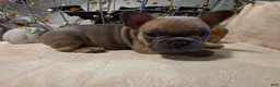 French Bulldog dogs for sale: Walter  - Ad 8