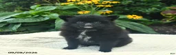 Pomeranian dogs for sale: Rosie  - Ad 4