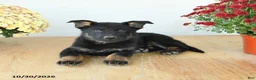 Mixed Breed dogs for sale: Gabby - Ad 3