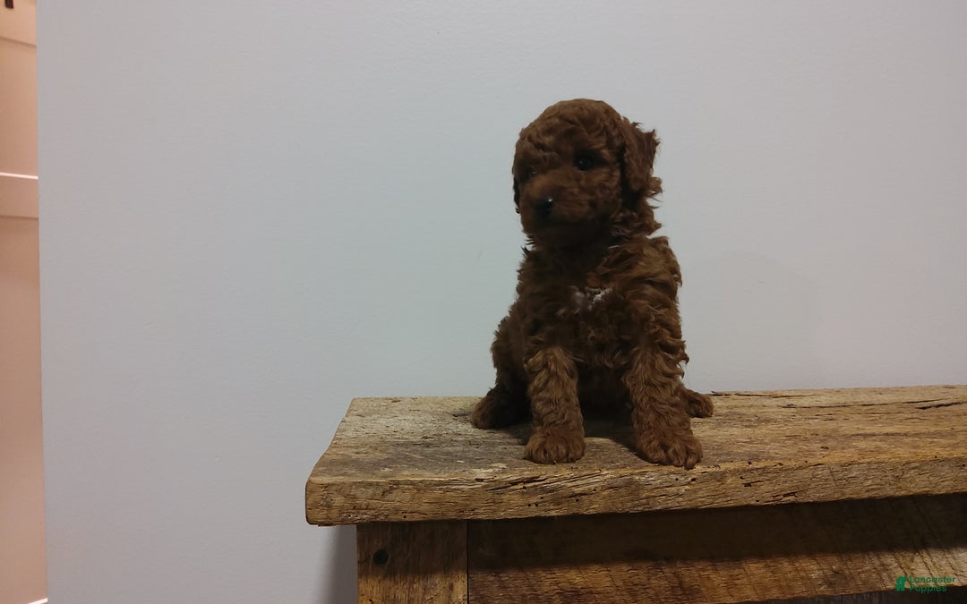 Miniature Poodle dogs for sale: Miniature Poodle Puppy 4 - Ad 6