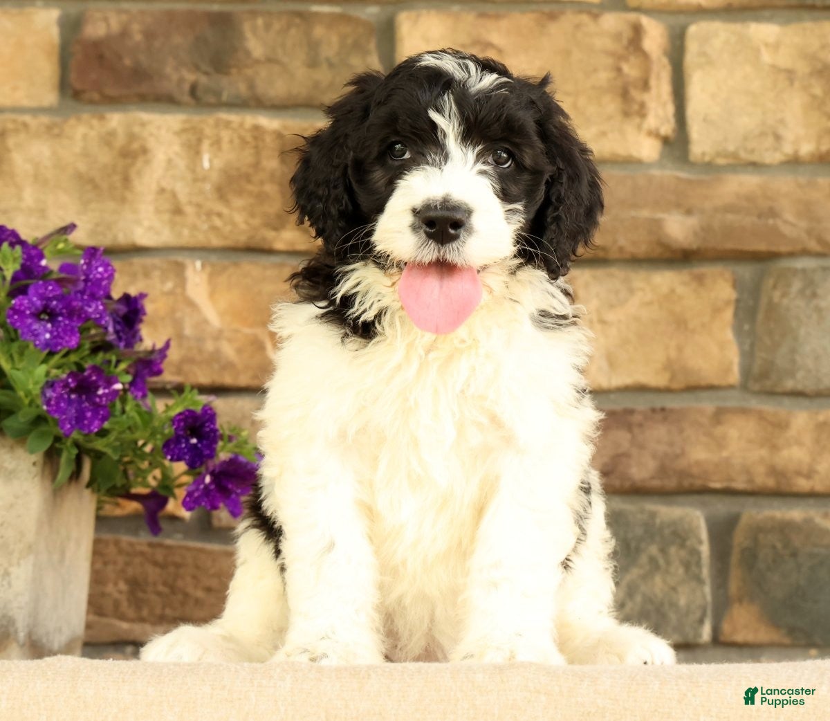 Saint Berdoodles dogs Frilly - Ad 2