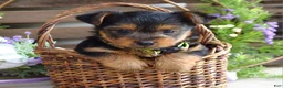 Yorkshire Terrier dogs for sale: Abby - Ad 5