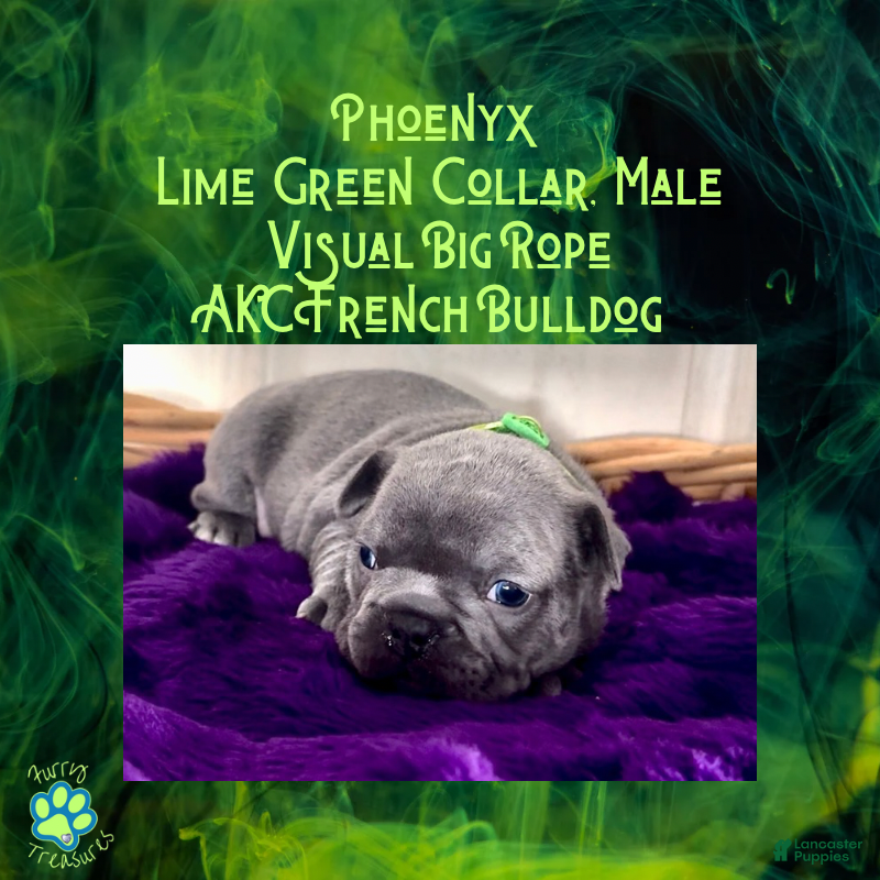 French Bulldog dogs Phoenyx “Lime Green Collar” Male  - Ad 37