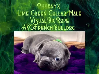 French Bulldog dogs Phoenyx “Lime Green Collar” Male - Ad 37