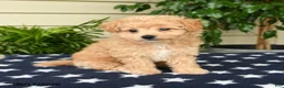 Bichpoo dogs for sale: Ashlie - Ad 3