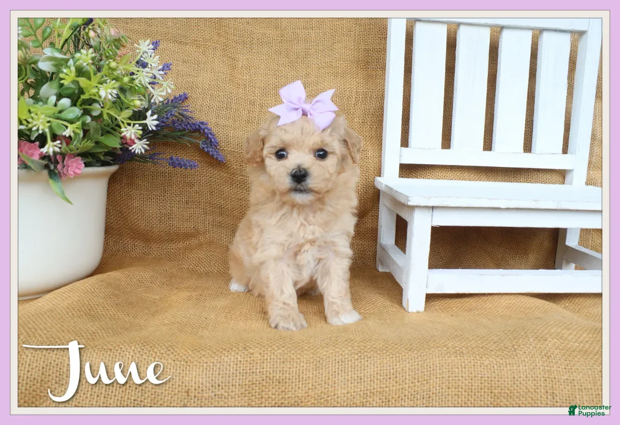 Bichpoo dogs June  - Ad 1