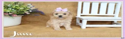 Bichpoo dogs for sale: June  - Ad 1