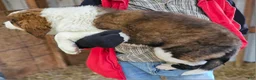Mixed Breed dogs for sale: Mixed Breed Puppy 1 - Ad 7