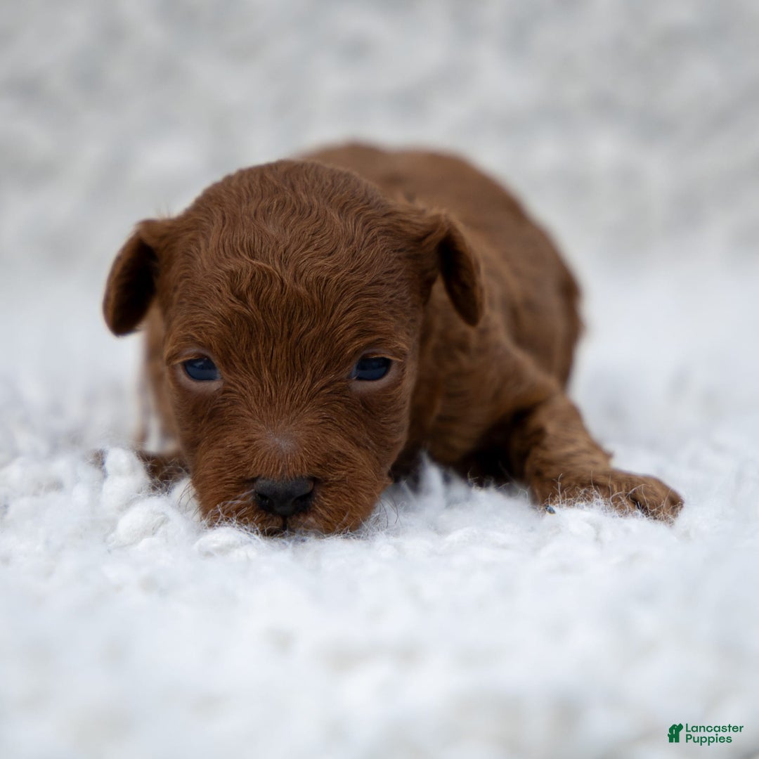 Toy Poodle dogs for sale: Ruby Belle - Ad 12