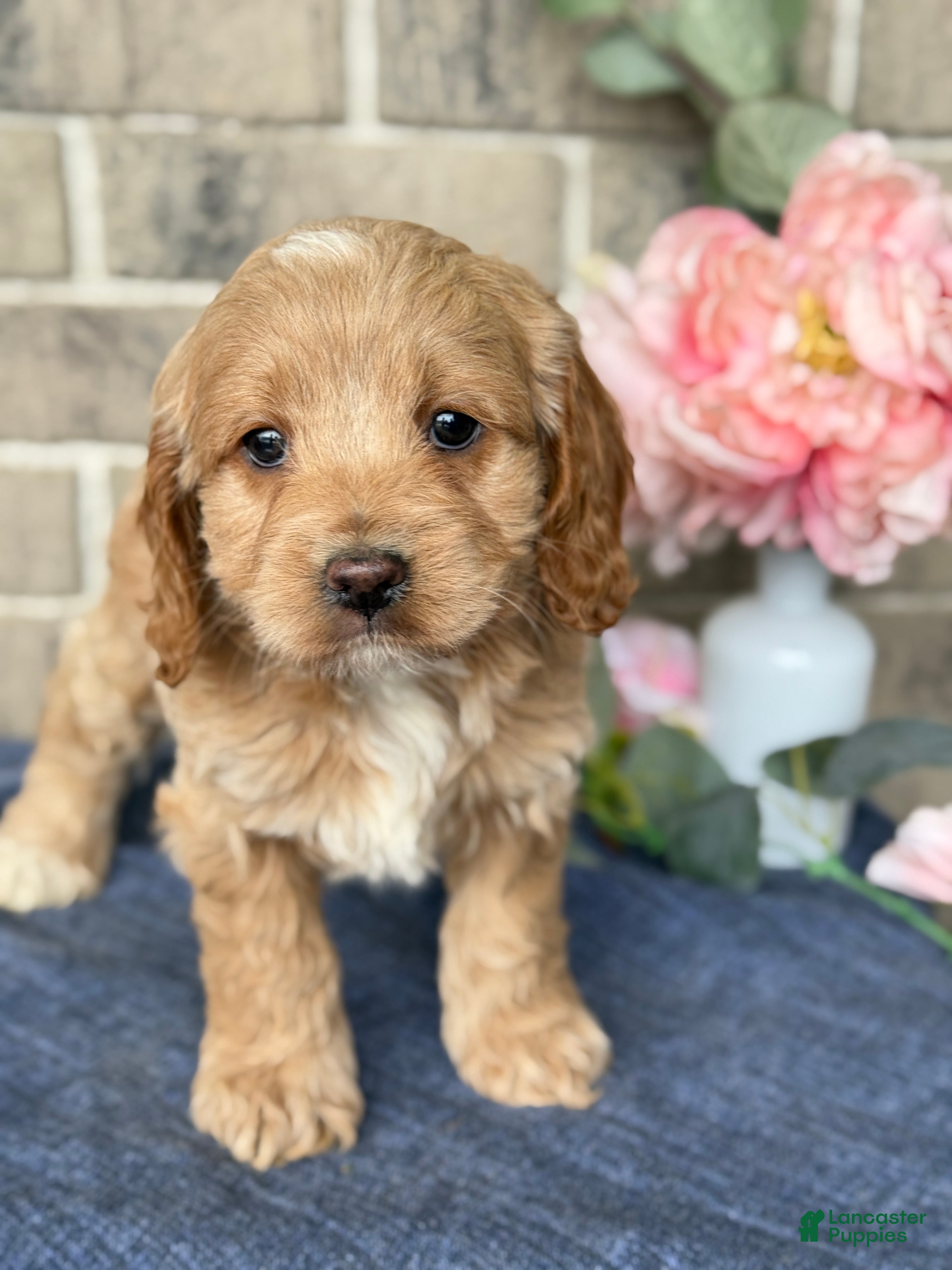 Cockapoo dogs Misty - Ad 1