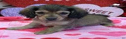 Miniature Dachshund dogs for sale: Danny Girl - Ad 1