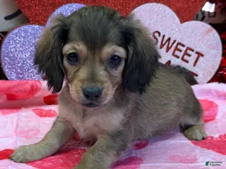 Miniature Dachshund dogs Danny Girl - Ad 12