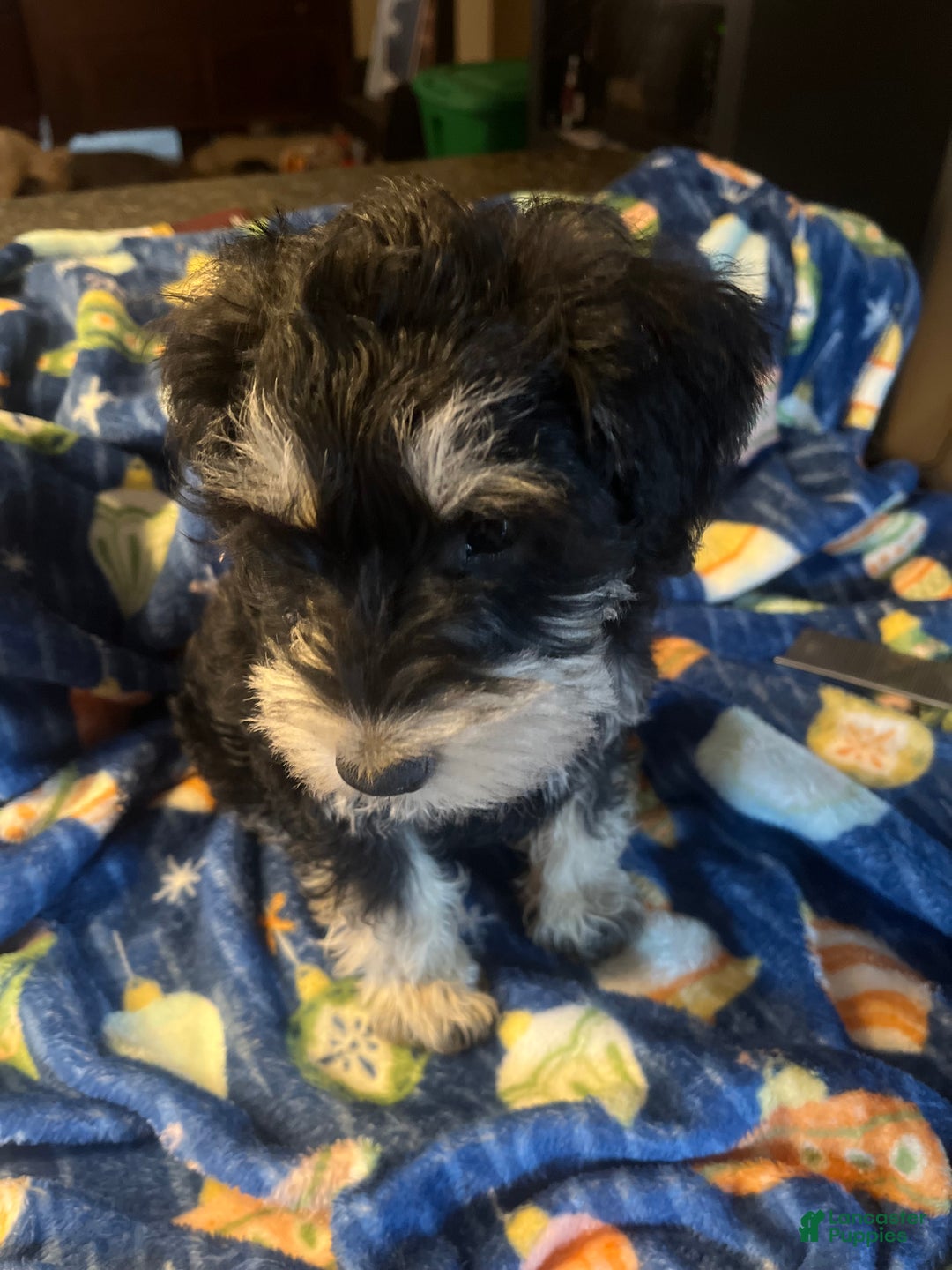 Miniature Schnauzer dogs for sale: Kali - Ad 14