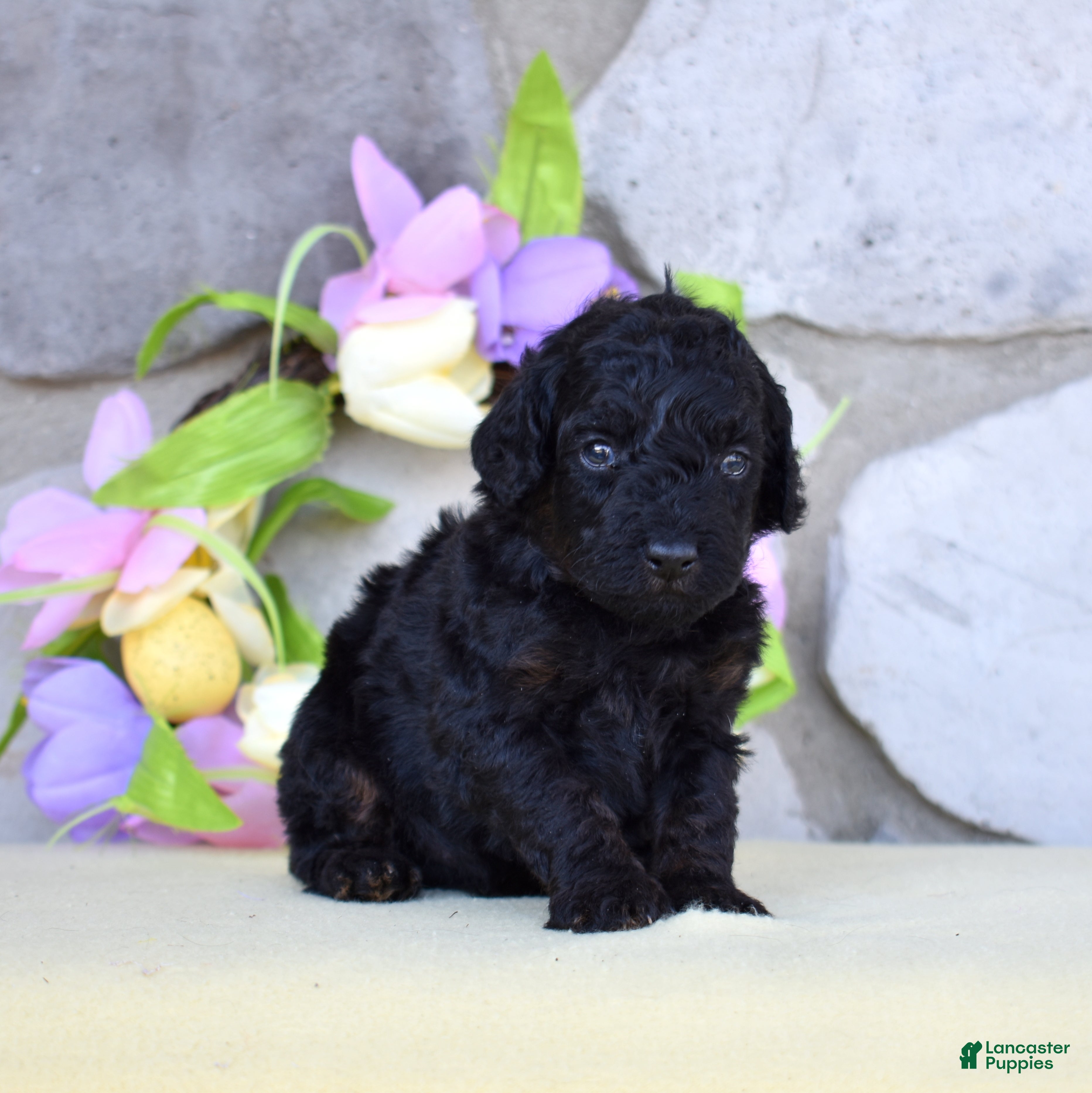 Miniature Poodle dogs Onyx  - Ad 1