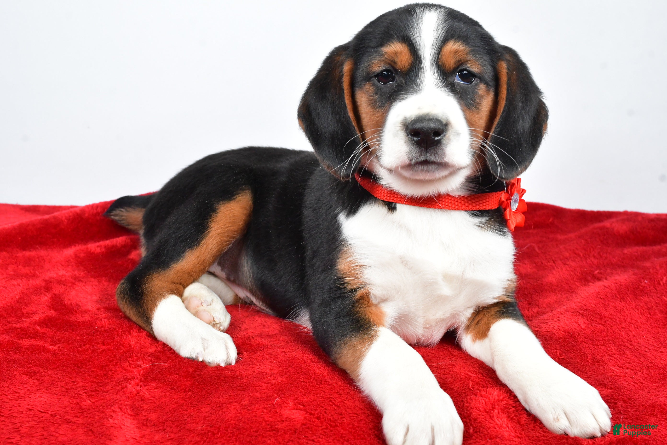 Mixed Breed dogs Tiny - Ad 2