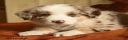 Australian Shepherd dogs for sale: Chestnut - Ad 4