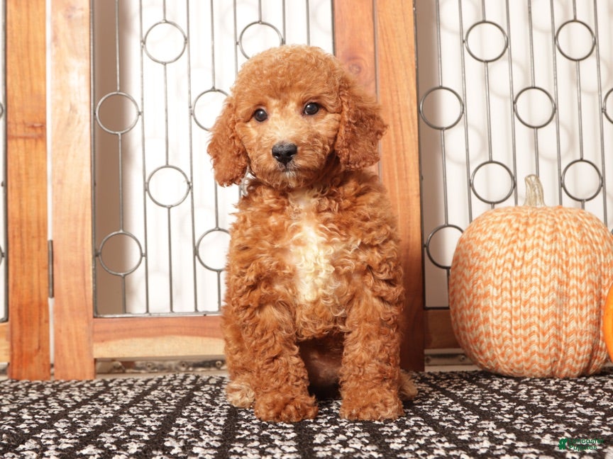 Mini Goldendoodle dogs Apple Female Mini Goldendoodle Puppy - Ad 8