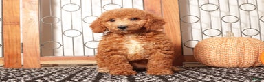 Apple Female Mini Goldendoodle Puppy