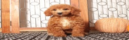 Mini Goldendoodle dogs for sale: Apple Female Mini Goldendoodle Puppy - Ad 1