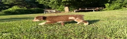 Australian Shepherd dogs for sale: Atlas - Ad 3