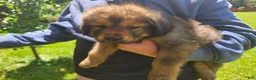 Tibetan Mastiff dogs for sale: Lani - Ad 3
