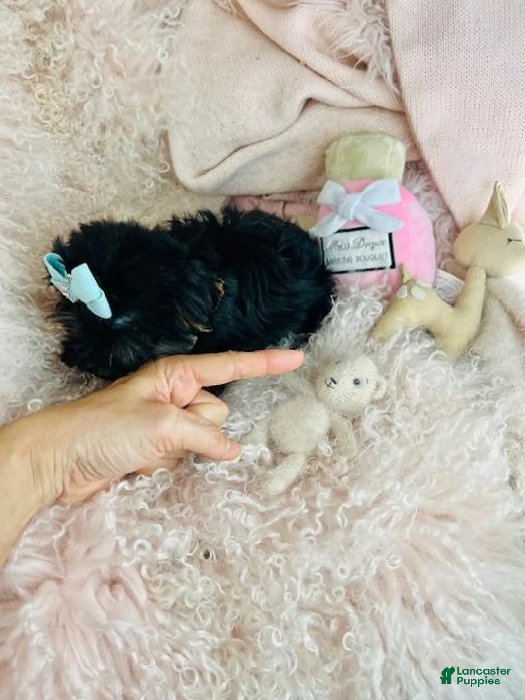 Yorkshire Terrier dogs for sale: Pocketbook Yorkshire Terrier Puppy 1 - Ad 2