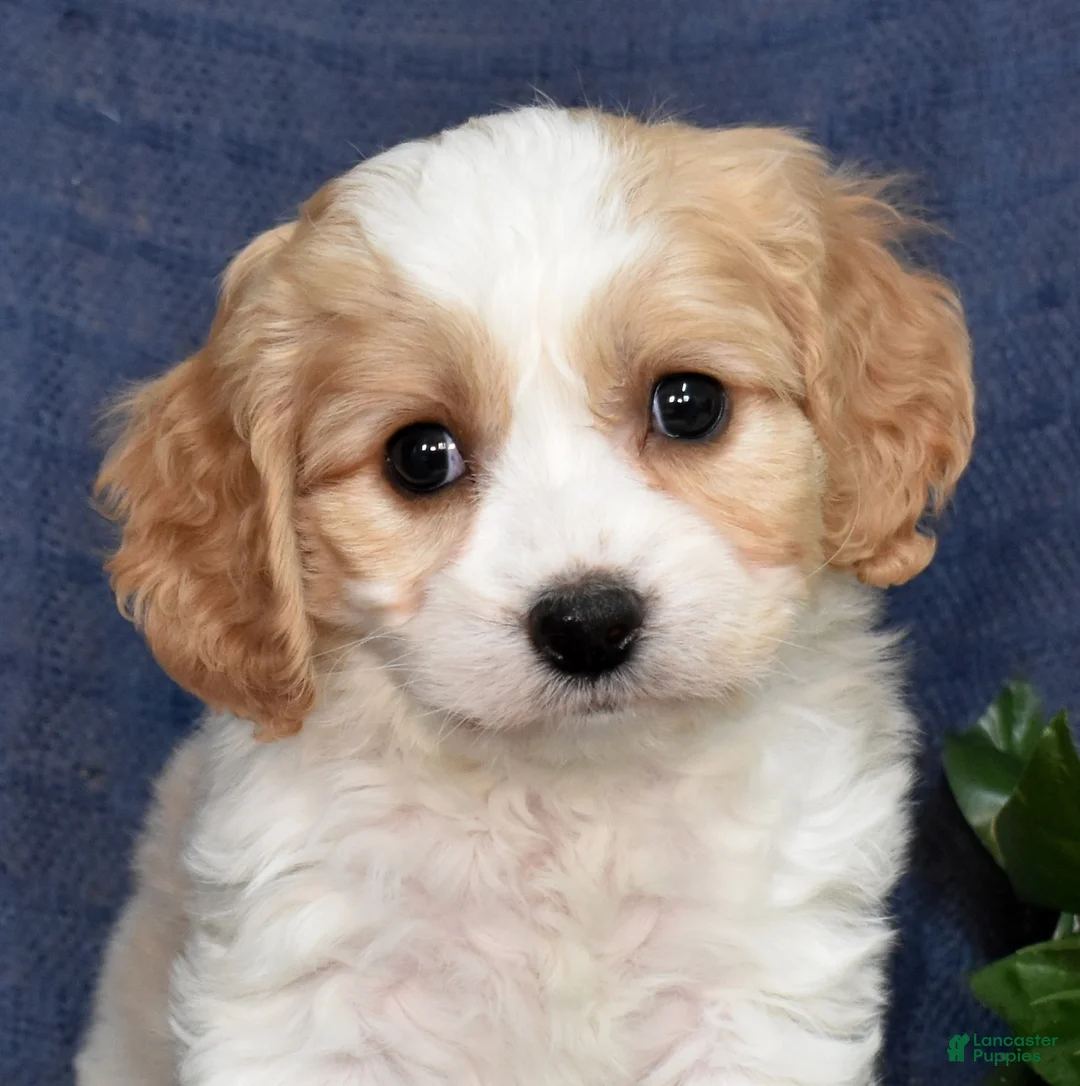 Cavachon dogs for sale: Sprout  - Ad 1