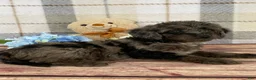 Miniature Labradoodle dogs for sale: Damion - Ad 9
