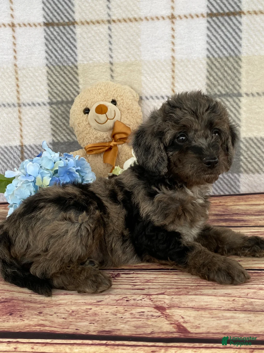 Miniature Labradoodle dogs for sale: Damion - Ad 9