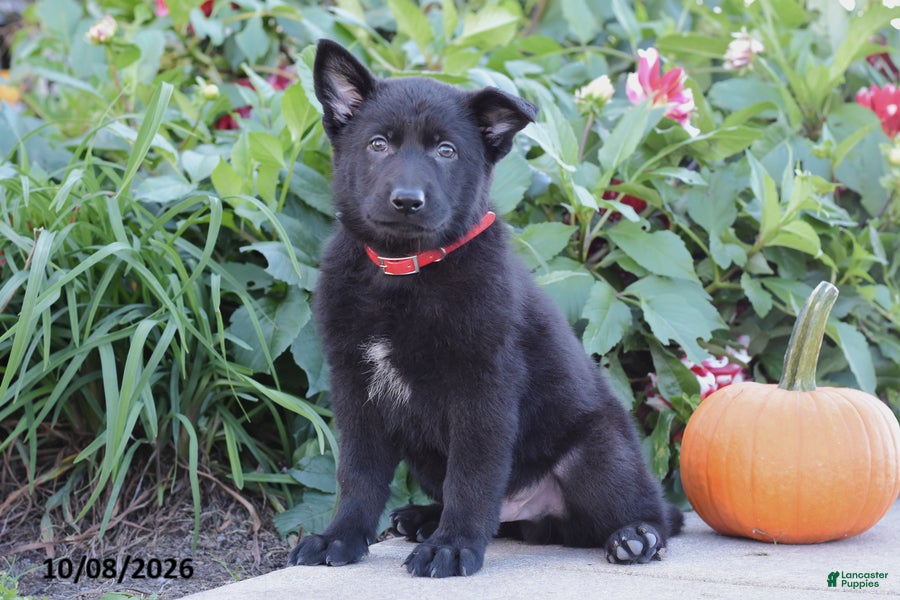 Tucker (German Shepherd, Male) in Catawissa, PA