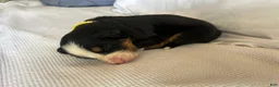 Bernese Mountain Dog dogs for sale: Yellow Female  - Ad 1